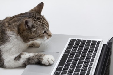 猫ノートパソコン